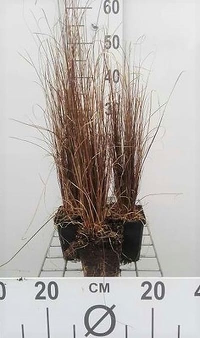 6x Zegge - Carex buchananii | 9x9 cm pot