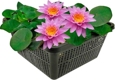 vdvelde.com - Roze waterlelie voor vijver - Compleetset met plantmand, substraat en meststof - Winterharde meerjarige waterplant - Plantklaar - Rijke bloei