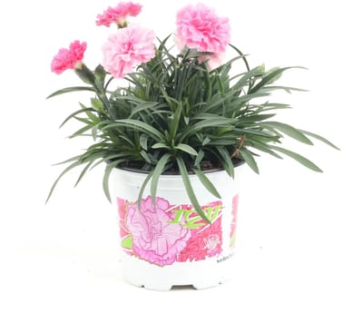JUNAVERA Anjer Dianthus I Love U | geurende bloeier voor tuin, balkon en terras | 17 cm hoog | 11 cm pot