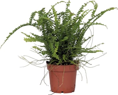 Plant in a Box - Krulvaren - Nephrolepis Duffii - Hoogte 25-40cm - Pot 12cm - Kamerplant - Groen