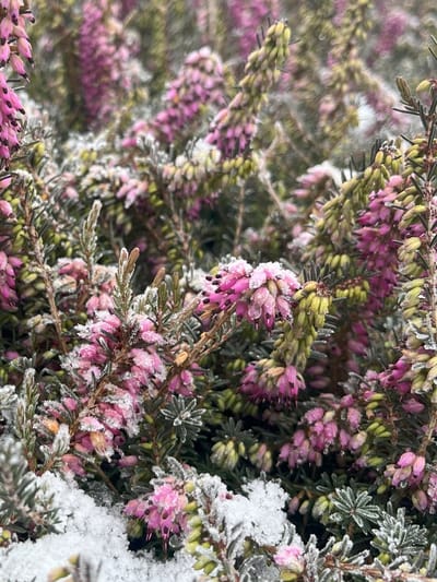 Winterheide Roze - 10 Stuks - Erica carnea 'Praecox Rubra' - P9.5 - Plant - Tuinplant - Heide