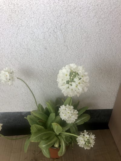 6x Kogelprimula, kogelsleutelbloem, bolprimula - Primula denticulata 'Alba' | 9x9 cm pot