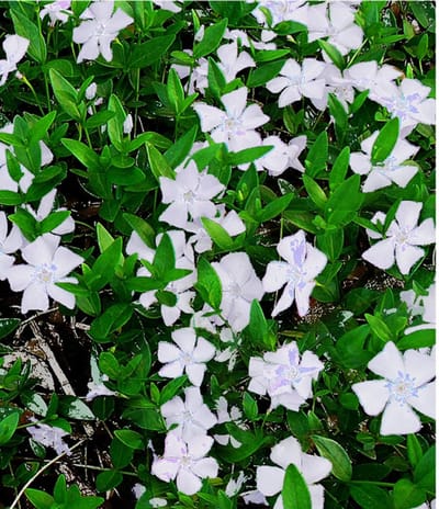 Maagdenpalm (Vinca minor) - Witte Gertrude Jekyll - alba - Vaste planten - Groenblijvend - Bodembedekkers - Voorjaarsbollen - bloeit in April / Mei