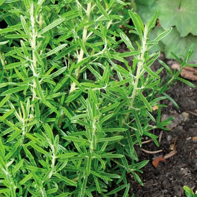 Sluis Garden - Rozemarijn (Rosmarinus officinalis)