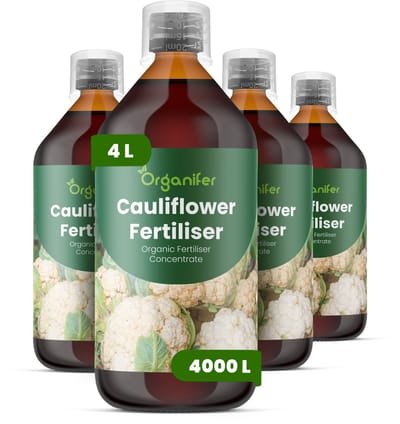 Vloeibare Meststof Voor Bloemkool 4X1 L Voor 4000 L - Npk 2-1-8 - Kruisbloemig Gewas - Sterke Wortelontwikkeling - Uniforme Kropgrootte - Bladomsluiting - Stressbestendig - Brassica-Groenten - Organifer