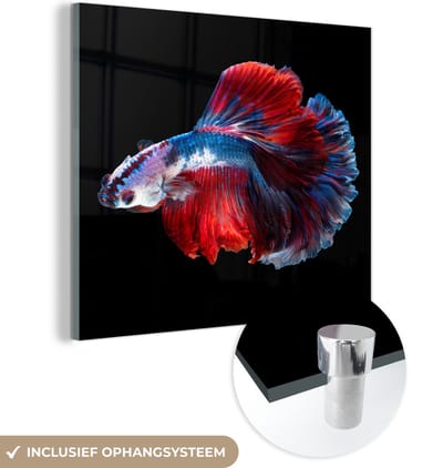MuchoWow® Glasschilderij 50x50 cm - Schilderij acrylglas - Vis - Staart - Zwart - Foto op glas - Schilderijen