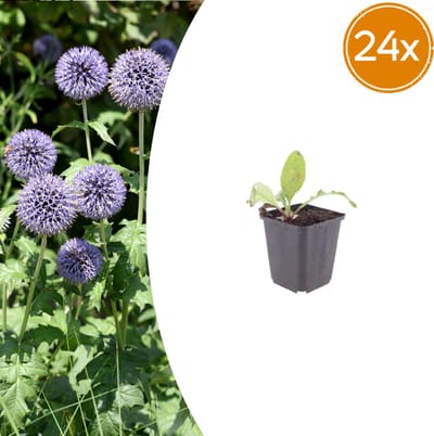 Tuinplantenshop.com | Echinops ritro | 24 stuks - Ø9cm - 10-25cm hoog - Tuinplant