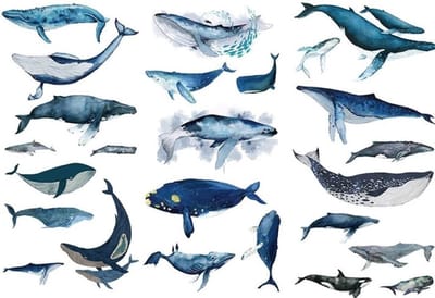 Stickerset Walvissen - 3 vellen - Walvis Stickers - Whale Sticker - Stickers voor kinderen - Agenda Sticker, sticker voor bulletjournal, voor scrapbooking en het maken van kaarten