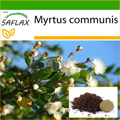 SAFLAX - True Myrtle - 30 zaden - Met potsubstraat voor betere teelt - Myrtus communis