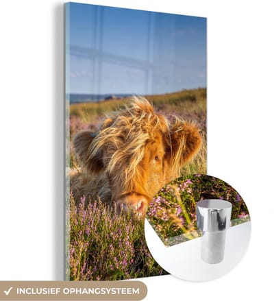MuchoWow® Glasschilderij 100x150 cm - Schilderij acrylglas - Schotse Hooglander - Heide - Gras - Dieren - Foto op glas - Schilderijen