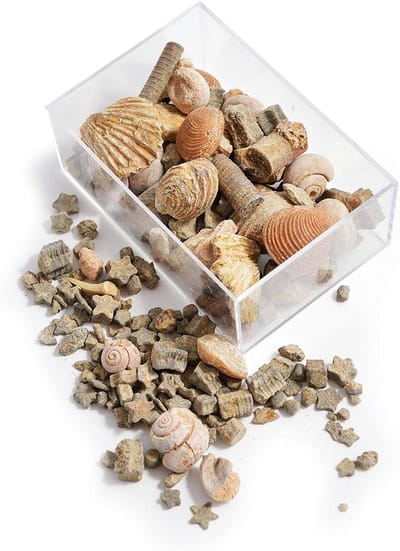 Inovra- Fossielen Starterset - Geologisch Onderwijs - Decoratie - Verzameling - Cadeau voor Kinderen - Doos 7.5x5x3 cm - Mineralen