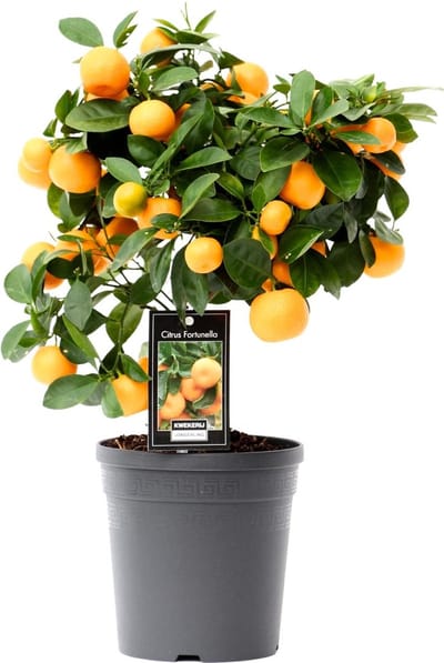 Plantenboetiek.nl | Citrus Calamondin - Ø15cm - 30-40cm hoog - Tuinplant