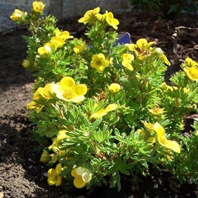 Potentilla Fruticosa 'Kobold' - Ganzerik|Vijfvingerkruid 25-30 cm in pot