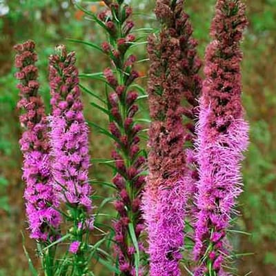 Lampepoetser zaden - Lampepoetser rose-paars