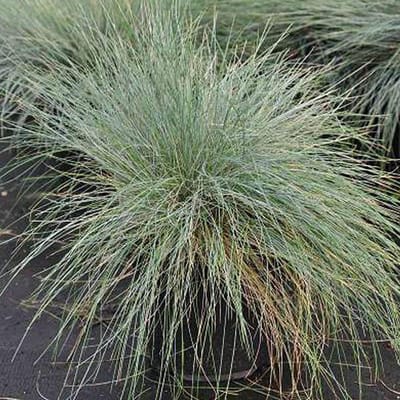 6 x Festuca Glauca - Zwenkgras Pot 9x9 cm - Blauwgrijs Siergras