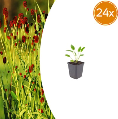 Tuinplantenshop.com | Sanguisorba o. 'Tanna' | 24 stuks - Ø9cm - 10-25cm hoog - Tuinplant