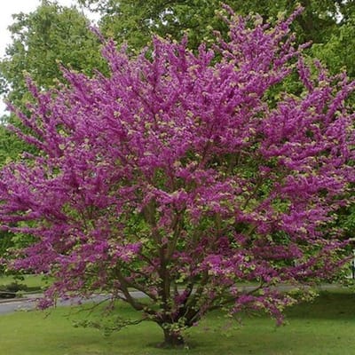 Cercis Siliquastrum - Judasboom 40-50 cm in pot - De Betoverende Judasboom met Roze Lentebloesem