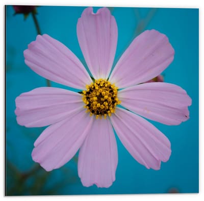 Dibond - Roze fleurige Bloem - 50x50cm Foto op Aluminium (Met Ophangsysteem)