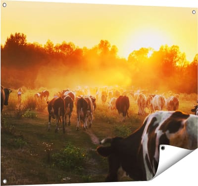 Gards Tuinposter Kudde Koeien in Weiland bij Zonsondergang - 100x80 cm - Tuindoek - Tuindecoratie - Wanddecoratie buiten - Tuinschilderij
