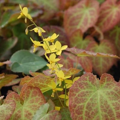 6 x Epimedium Perralch. 'Frohnleiten' - Elfenbloem pot 9x9cm