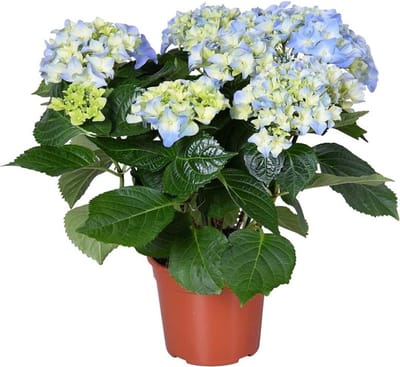 JUNAVERA Hydrangea macrophylla 'Early Blue' | Hortensia | 28 cm hoog | 10 cm pot