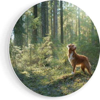 Artaza Forex Muurcirkel Retriever Hond In Het Bos Met Zon - 70x70 cm - Wandcirkel - Rond Schilderij - Wanddecoratie Cirkel - Muurdecoratie