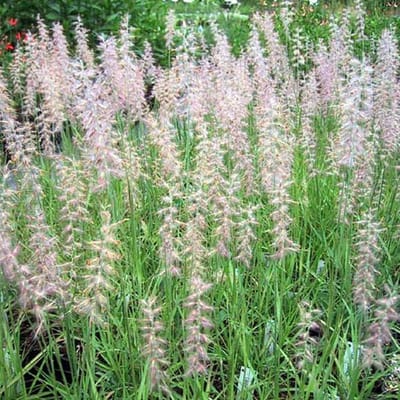 6 x Pennisetum Orientale - Lampepoetser Pot 9x9 cm - Sierlijk Gras met Pluimen