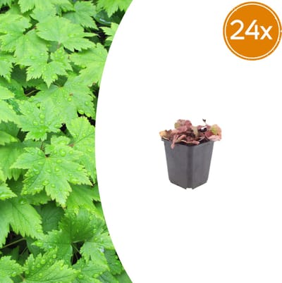 Tuinplantenshop.com | Tiarella cordifolia | 24 stuks - Ø9cm - 10-25cm hoog - Tuinplant