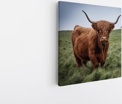 Saammp Canvas Schilderij - Schotse Hooglander Koe Familie in het gras - Dieren - Natuur - 20x20 - Foto op canvas - Wanddecoratie - muurdecoratie Woonkamer - Slaapkamer decoratie - Canvas Print