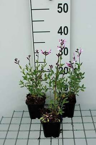 6x Struiksalie - Salvia greggii 'Joy' | 9x9 cm pot