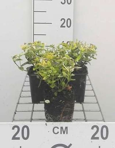 12x Kardinaalshoed, Kardinaalsmuts - Euonymus fort. 'Em. 'n Gold' | 9x9 cm pot