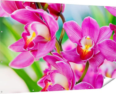 Gards Tuinposter Licht Paarse Orchidee Bloemen - 180x120 cm - Tuindoek - Tuindecoratie - Wanddecoratie buiten - Tuinschilderij