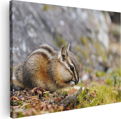 Artaza Canvas Schilderij Dieren - 40x30 cm - Klein - Muurdecoratie Eekhoorn - Wanddecoratie Bos - Kamer Accessoires