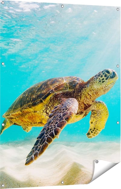 Gards Tuinposter Schildpad Zwemt in de Helder Blauwe Zee - 90x120 cm - Tuindoek - Tuindecoratie - Wanddecoratie buiten - Tuinschilderij