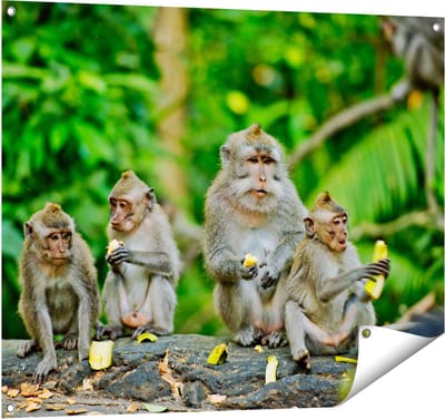 Gards Tuinposter Groep Apen Eten Bananen in het Bos - 100x80 cm - Tuindoek - Tuindecoratie - Wanddecoratie buiten - Tuinschilderij