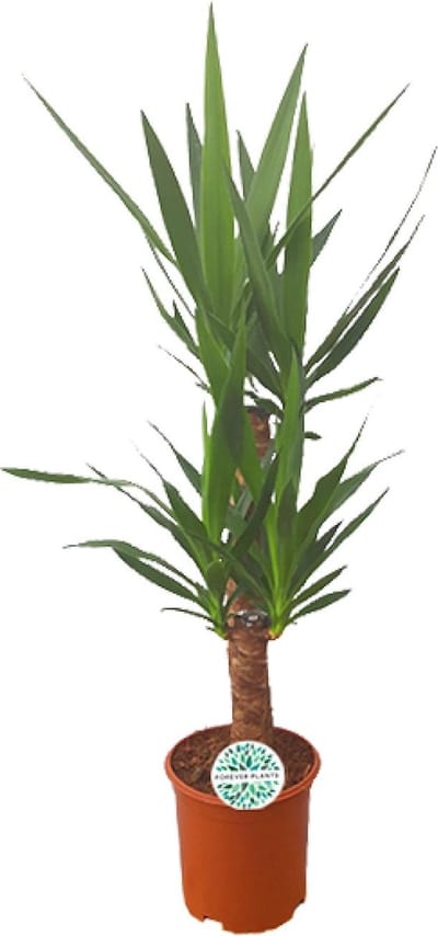 Plantenboetiek.nl | Yucca - Ø21cm - 80-90cm hoog - Kamerplant - Groenblijvend