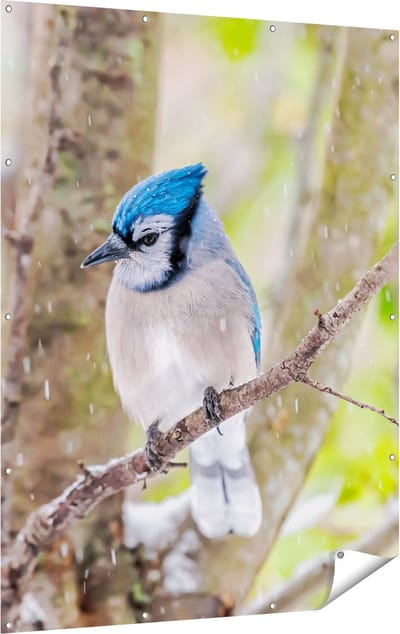 Gards Tuinposter Blauwe Gaai Vogel in de Sneeuw - 120x160 cm - Tuindoek - Tuindecoratie - Wanddecoratie buiten - Tuinschilderij