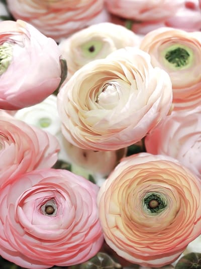 Flowers Peonies Colours Photo Wallcovering
