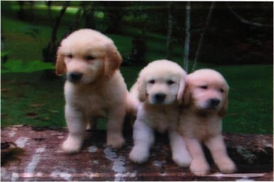 S.Y.W Poster - Puppies - Multicolor