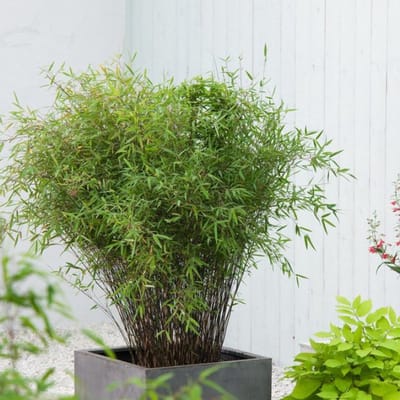 Plants Online BV - Planten - Tuinplanten - Siergrassen - Set van 1 - Fargesia Deep Purple