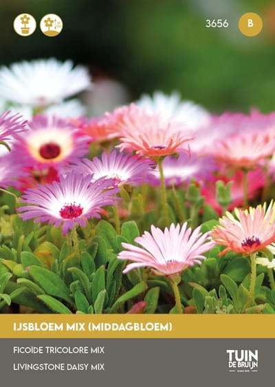 IJsbloem Magic Carpet Mix Zaden – Bodembedekker Bloemenmix – Kleurrijke Zomerbloemen – Droogtetolerant – ±1000 Zaden – Tuin de Bruijn