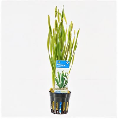 Moerings Vallisneria Torta | Kleine Schroefvallisneria | in 5 cm pot