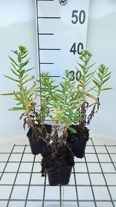 6x Aster - Aster n.a. 'Herbstschnee' | 9x9 cm pot