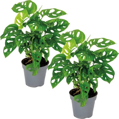 Bloomique - Set van 2 - Monstera Adansonii - Monkey Leaf - Gatenplant - Kamerplanten - Geschikt als Klimplant - Luchtzuiverend - Hoogte 20-30 cm - Pot 12 cm