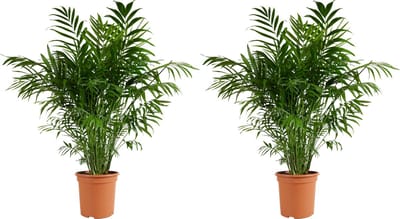Bloomique - Set van 2 - Chamaedorea Elegans - Mexicaanse Dwergpalm - Kamerplanten - Luchtzuiverend - Diervriendelijk - Gemakkelijk in onderhoud - Hoogte 80-100 cm - Pot 20 cm