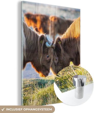 MuchoWow® Glasschilderij 120x160 cm - Schilderij acrylglas - Schotse Hooglanders - Dieren - Zon - Foto op glas - Schilderijen
