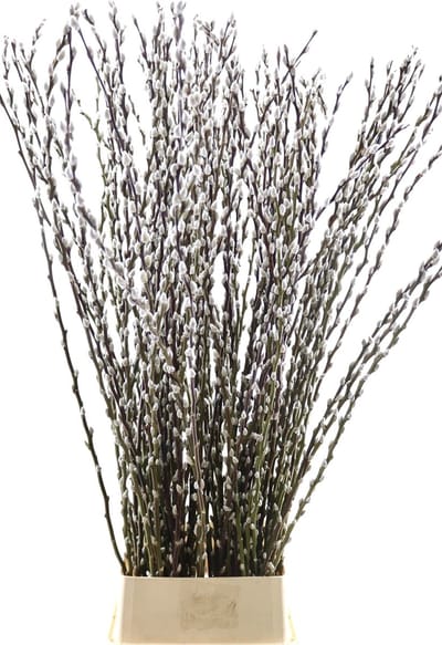 Katjes Takken - Droogbloemen - Wilgenkatjes - 70 cm - 20 stuks - Natuurlijk Bloemen