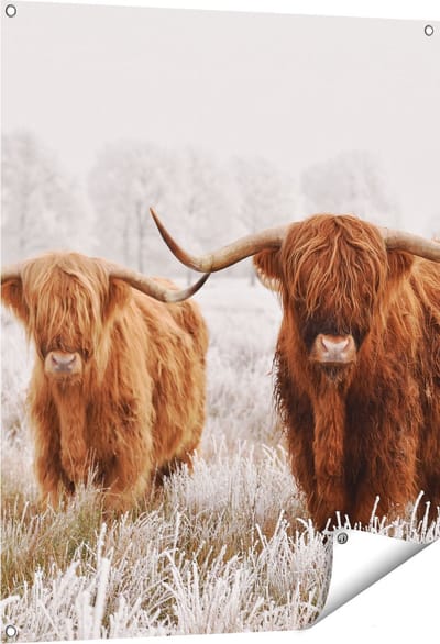 Gards Tuinposter Twee Schotse Hooglander Koeien in de Wei - 80x100 cm - Tuindoek - Tuindecoratie - Wanddecoratie buiten - Tuinschilderij