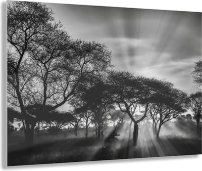 Indoorart - Glasschilderij savanne zonsondergang 60x40 CM - Afbeelding op plexiglas - Inclusief montagemateriaal
