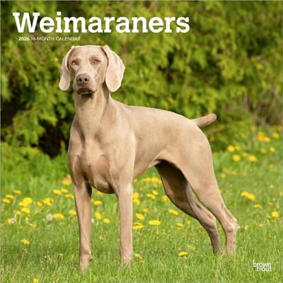 Weimaraner Kalender 2026